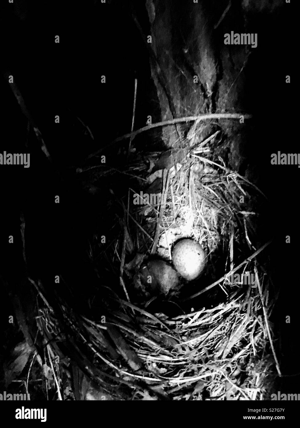 A Bird’s Egg in the Spotlight Stock Photo Alamy