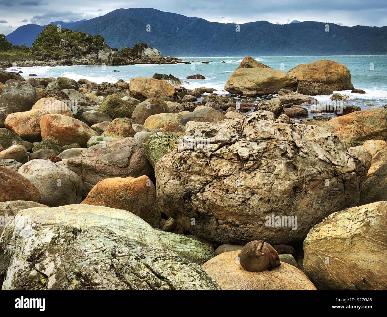 New Zealand Beach Seal Stock Photo