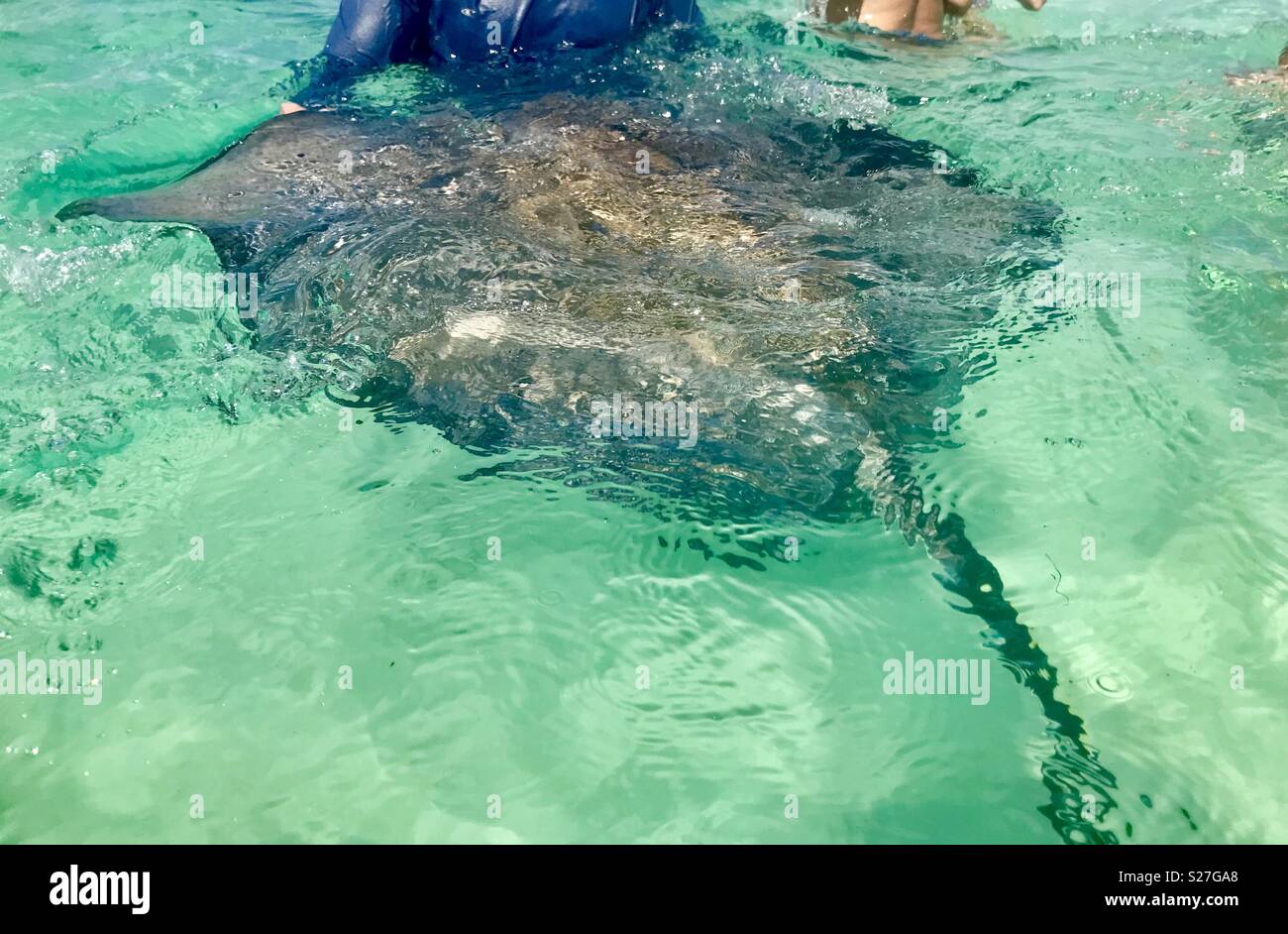 Stingray city grand cayman - Smartphone Captured Stock Image