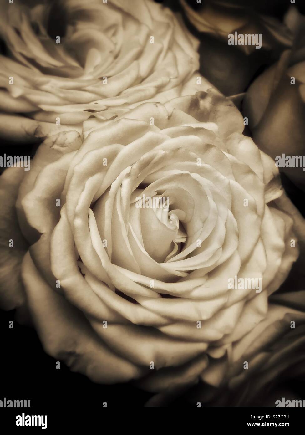 A sepia effect image of a bunch of perfectly open Roses. An atmospheric image that provokes positive feelings. Photo Credit - © COLIN HOSKINS. - Smartphone Captured Stock Image