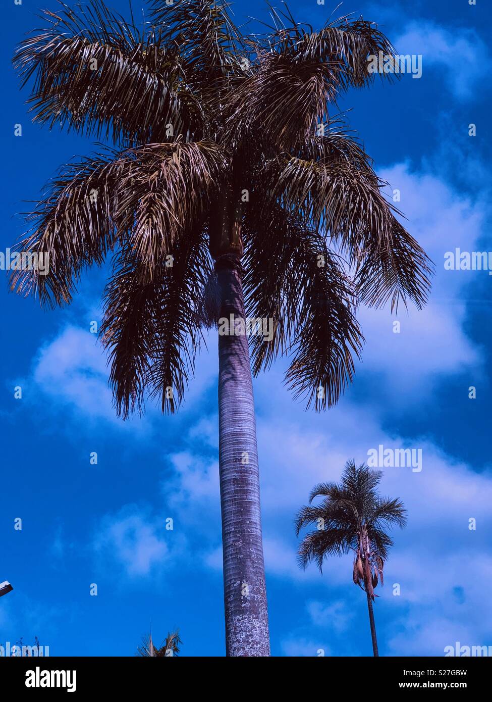 Palm trees of Brazil Stock Photo Alamy