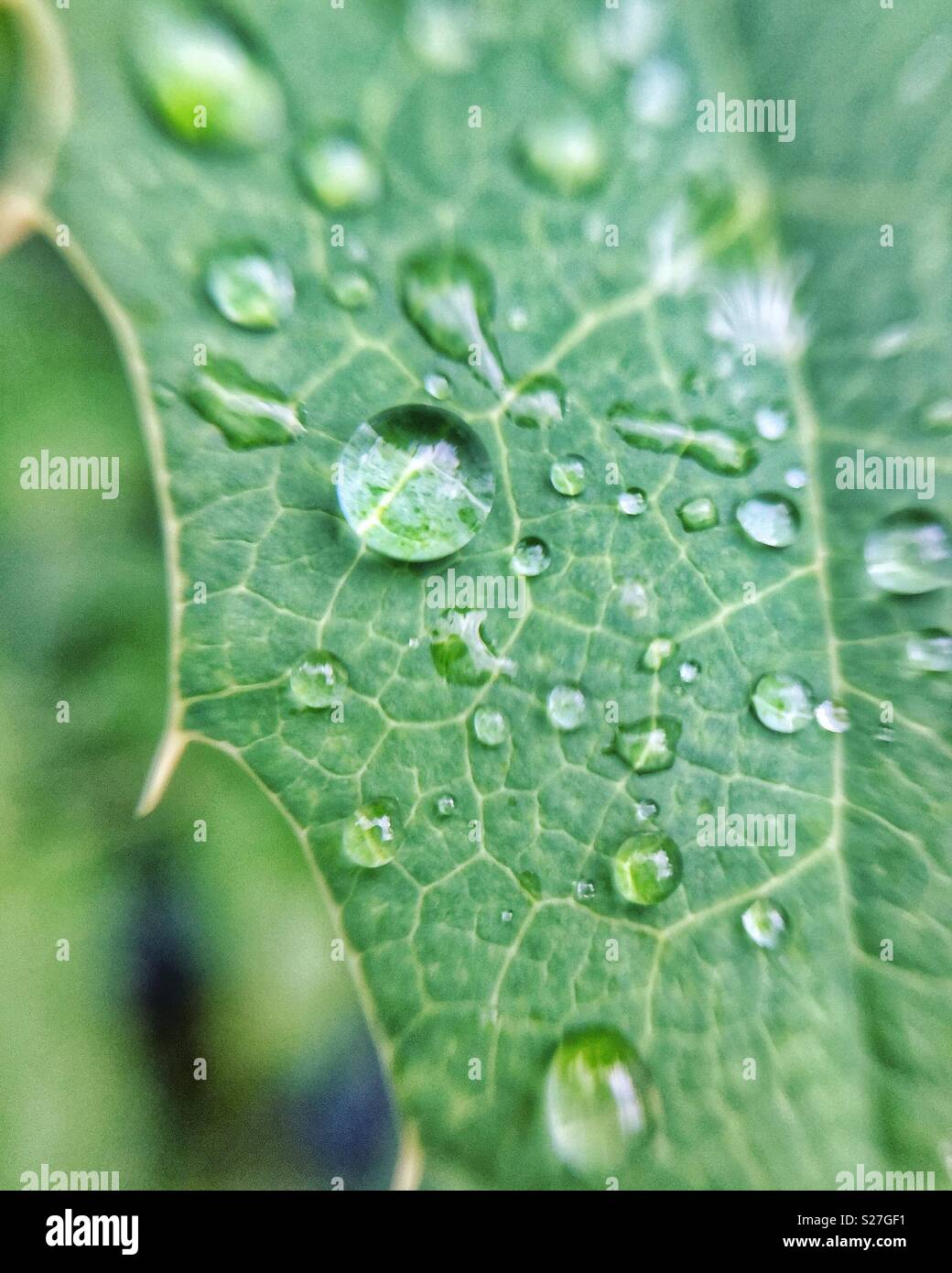 Water droplets on a holly leaf Stock Photo