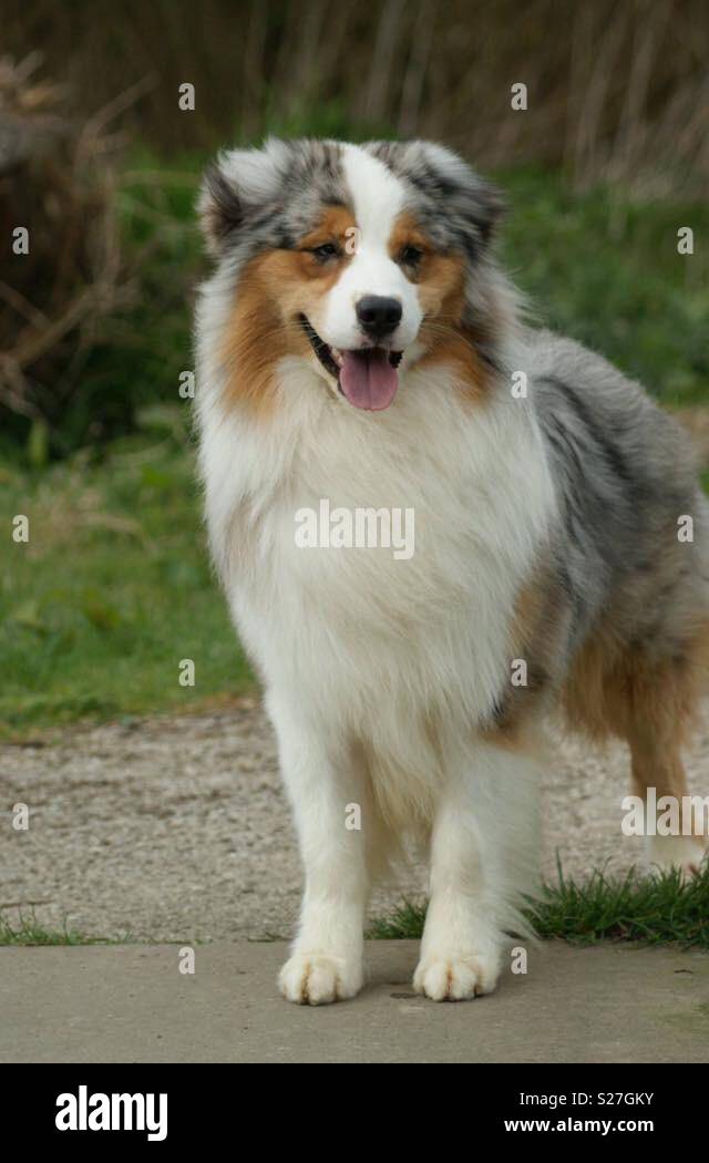 Bear australian shepherd show dog Stock Photo - Alamy