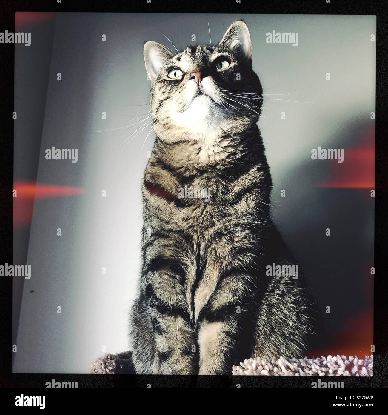 My tabby bengal mix cat with light leaks Stock Photo