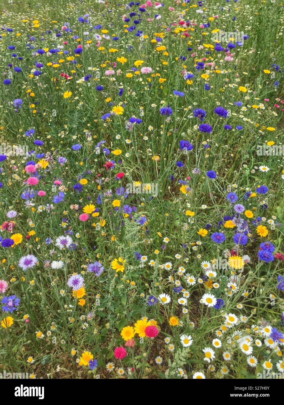 Cultivated and wild flowers hi-res stock photography and images - Alamy