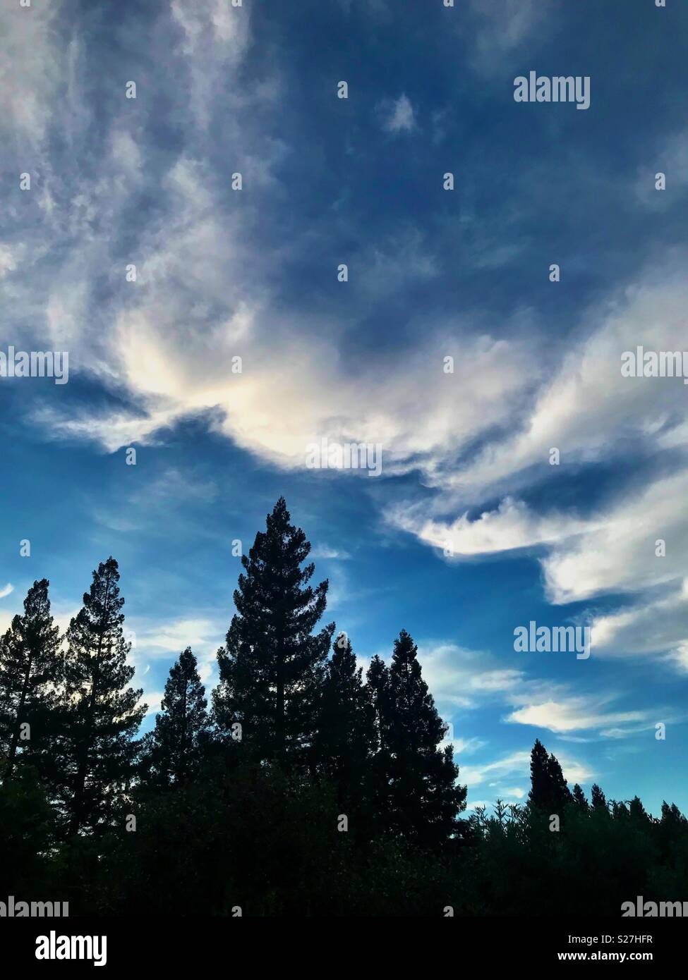 Evening clouds over redwoods - Smartphone Captured Stock Image