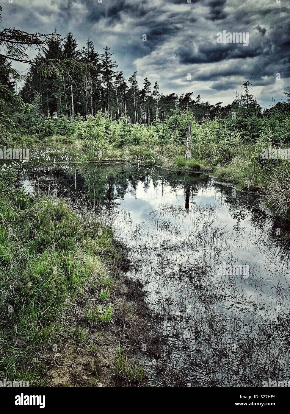 Deep pool in a forest clearing with dark clouds - Smartphone Captured Stock Image