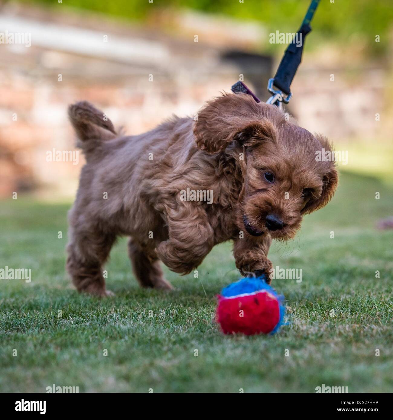 My Red Cockapoo puppy playing with his ball in the garden Stock Photo