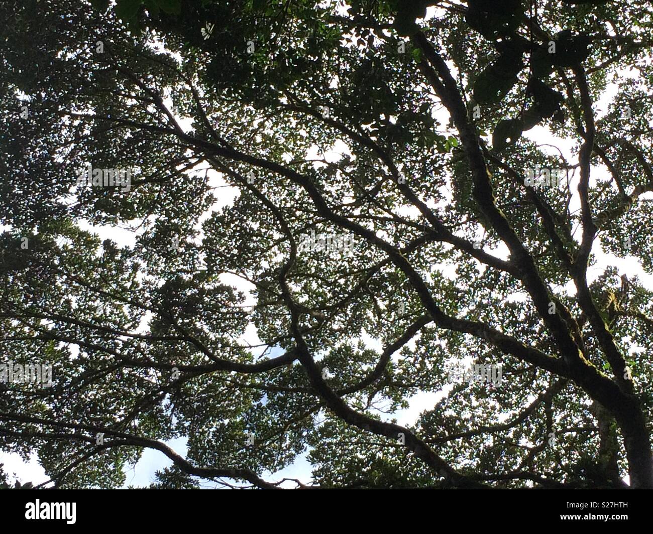Cloud Forest Tree Canopy Abstract Pattern. - Smartphone Captured Stock Image