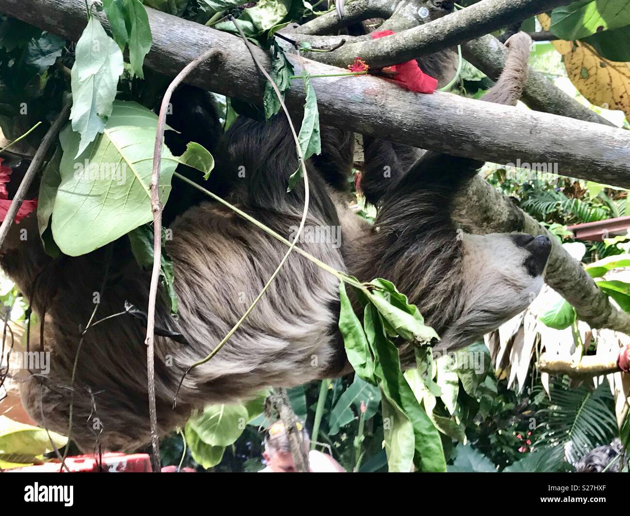Costa rica animal rescue centre hi-res stock photography and images - Alamy