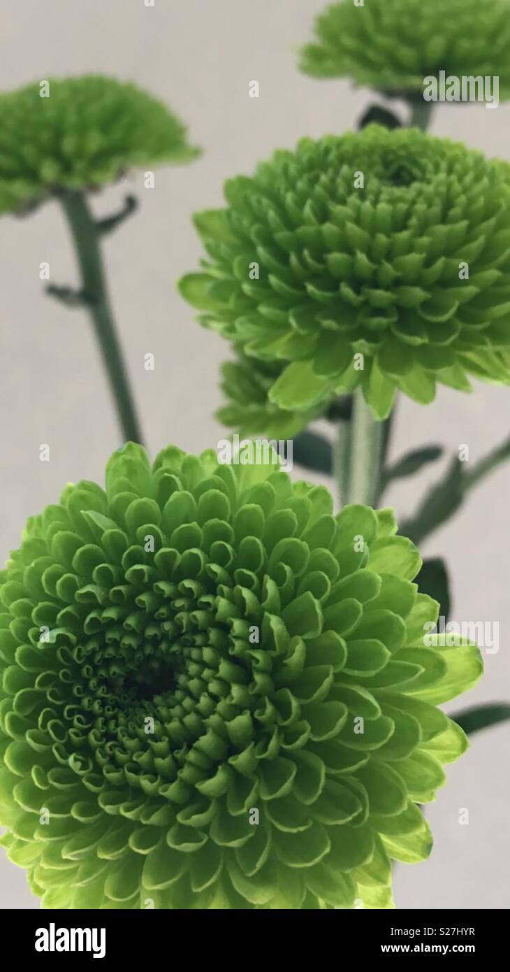 Pom Pom chrysanthemum Stock Photo