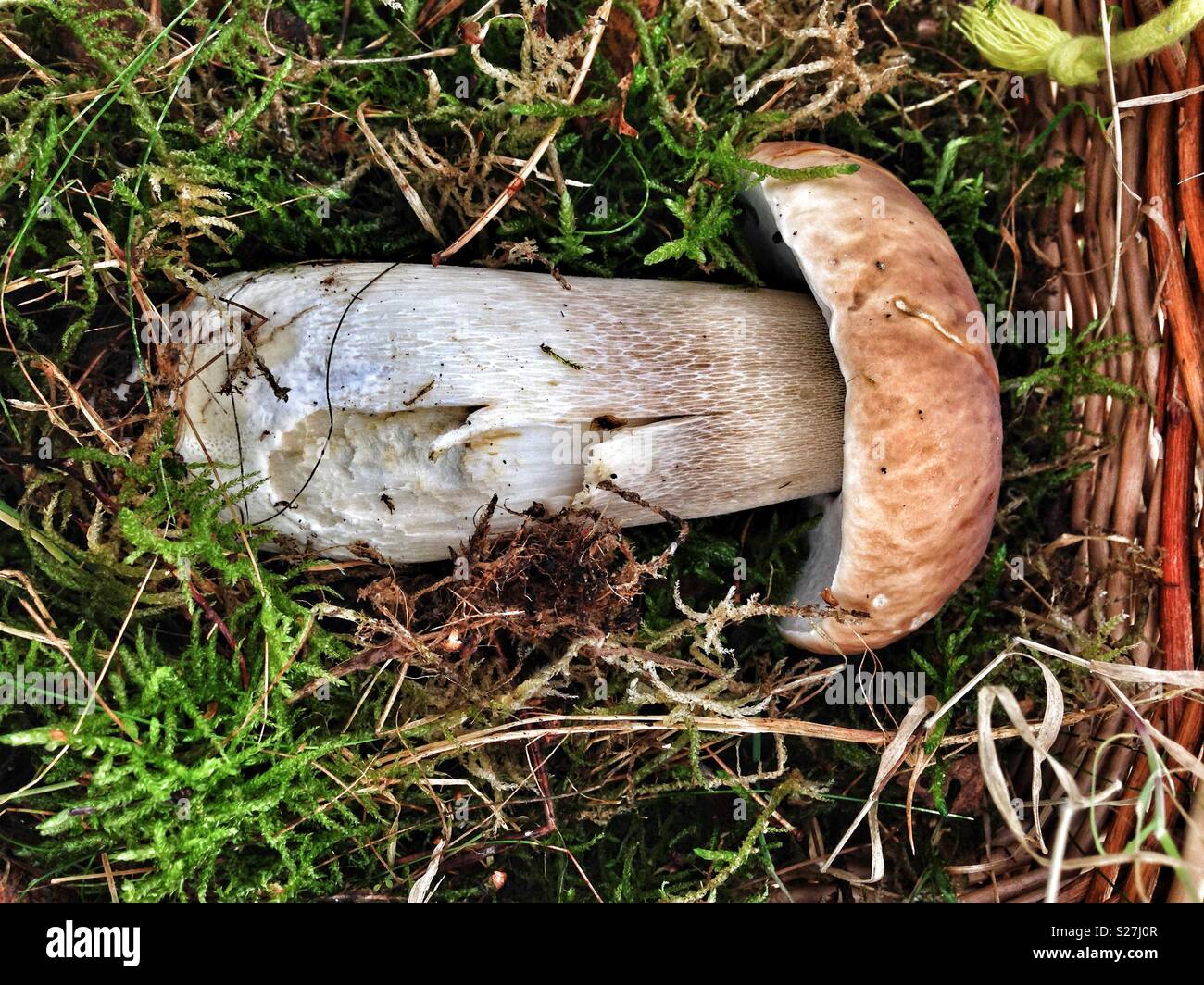A Cep, or Penny Bun (Boletus edulis) sits on a bed of moss in a forager's basket. A choice edible, highly prized by collectors and chefs alike. - Smartphone Captured Stock Image