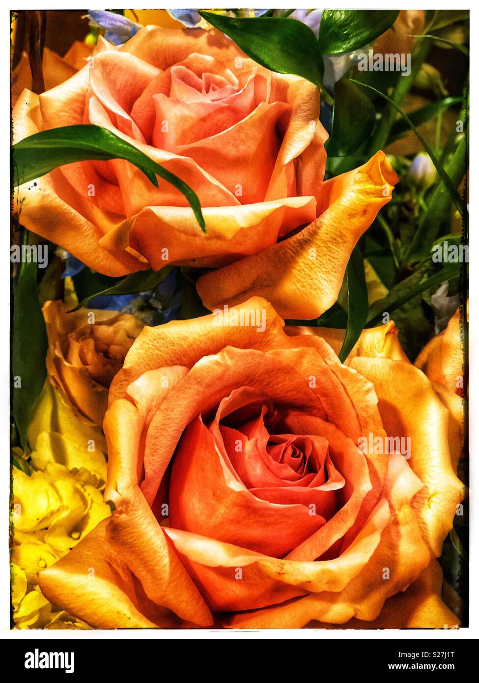 Peach colored roses Stock Photo