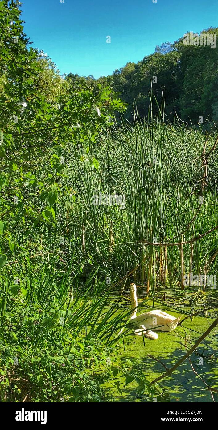 Swans swimming in a marshy pond. - Smartphone Captured Stock Image