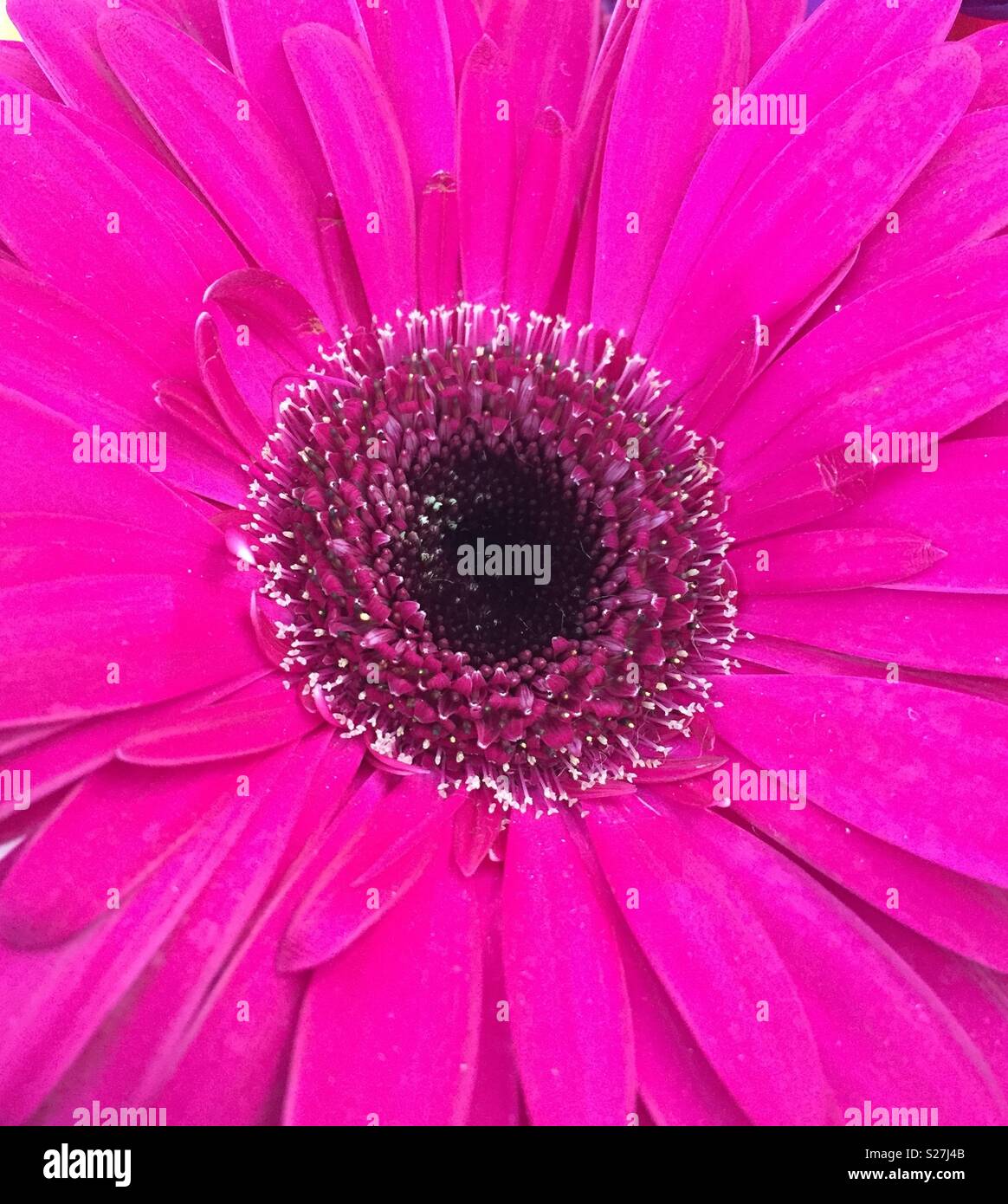Bright pink or fuscia daisy flower. Flower fills whole image. No other object in photo. Dark centre of the real flower Stock Photo