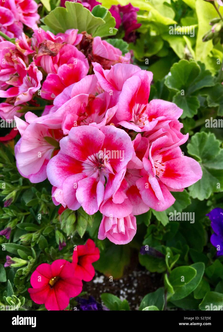 Pink, red and purple flowers in spring garden - Smartphone Captured Stock Image