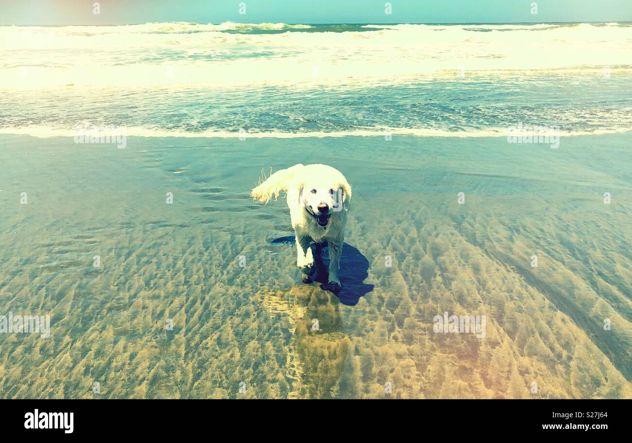 Doggie heaven at the beach and surf for this happy smiling Cream Golden Retriever - Smartphone Captured Stock Image