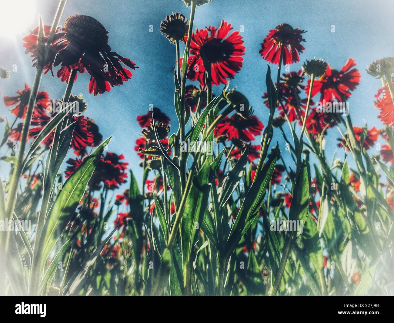Helenium flowers against blue sky, low angle view - Smartphone Captured Stock Image