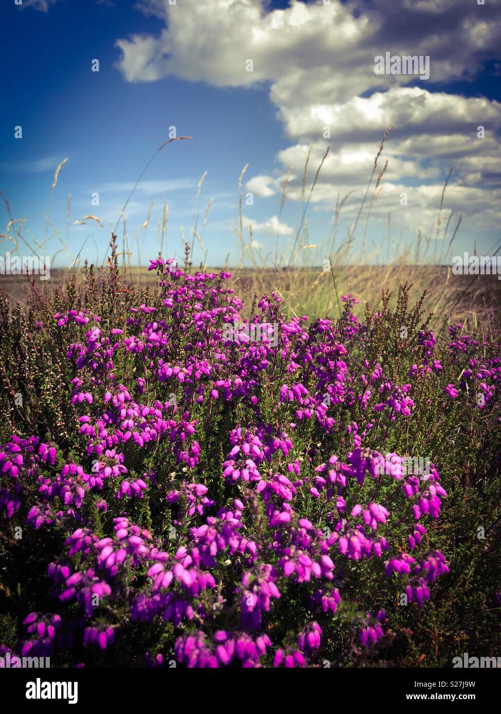 Purple heather blooming in July sunshine on a moor in North Yorkshire, UK Stock Photo