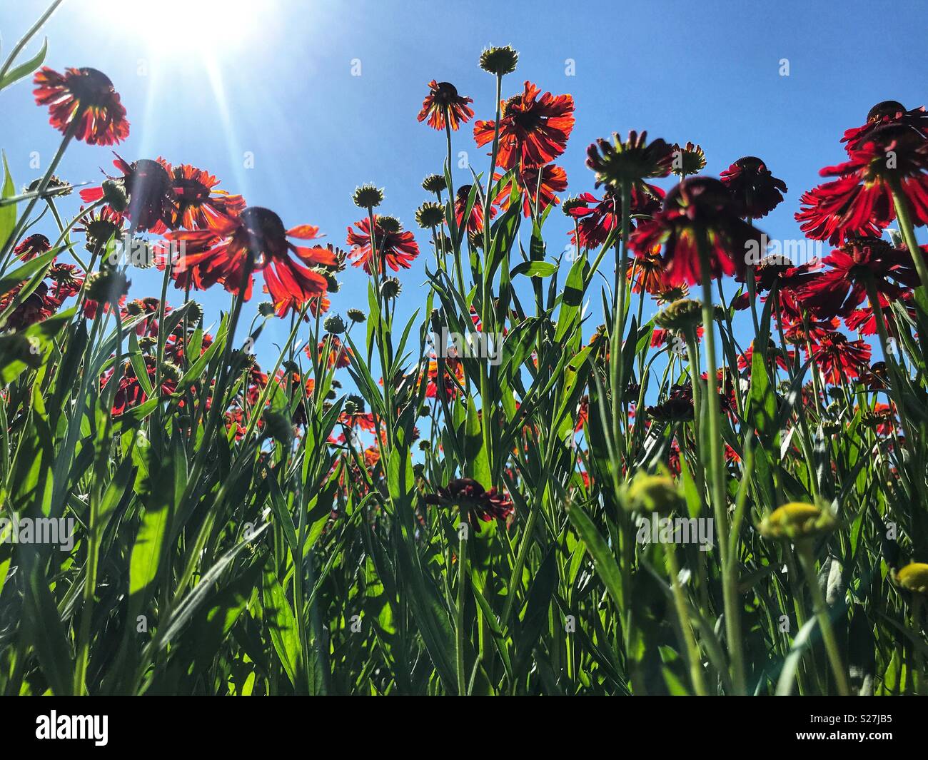 Cone flowers against blue sky, low angle view Stock Photo
