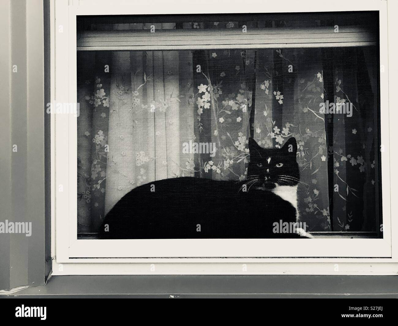 Cat sitting in window sill Stock Photo