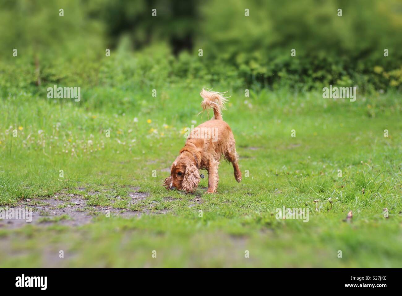 Dog in a garden Stock Photo - Alamy - Grazing Dog In A Garden