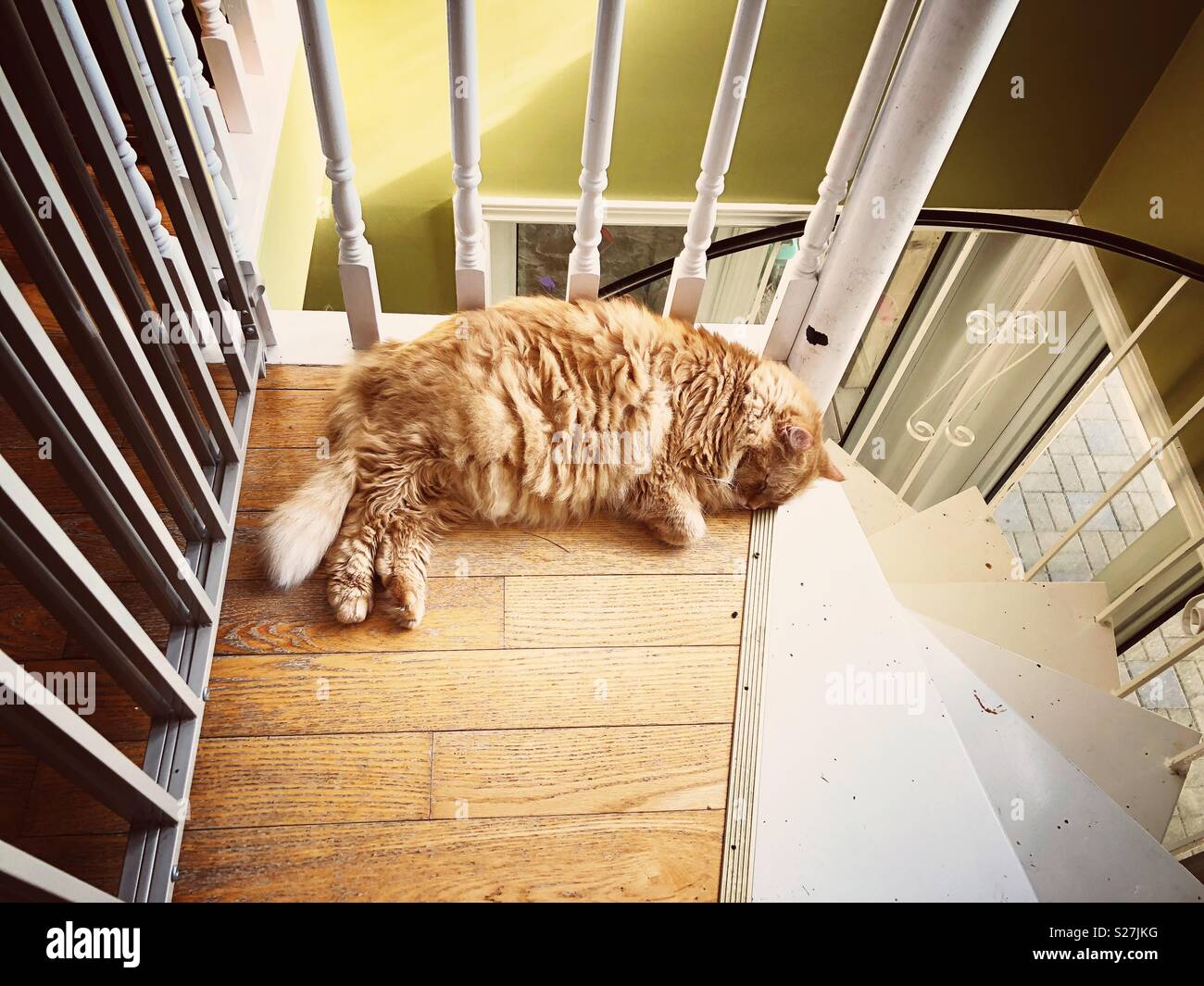Fluffy orange cat sleeping at the top of a metal spiral staircase - Smartphone Captured Stock Image