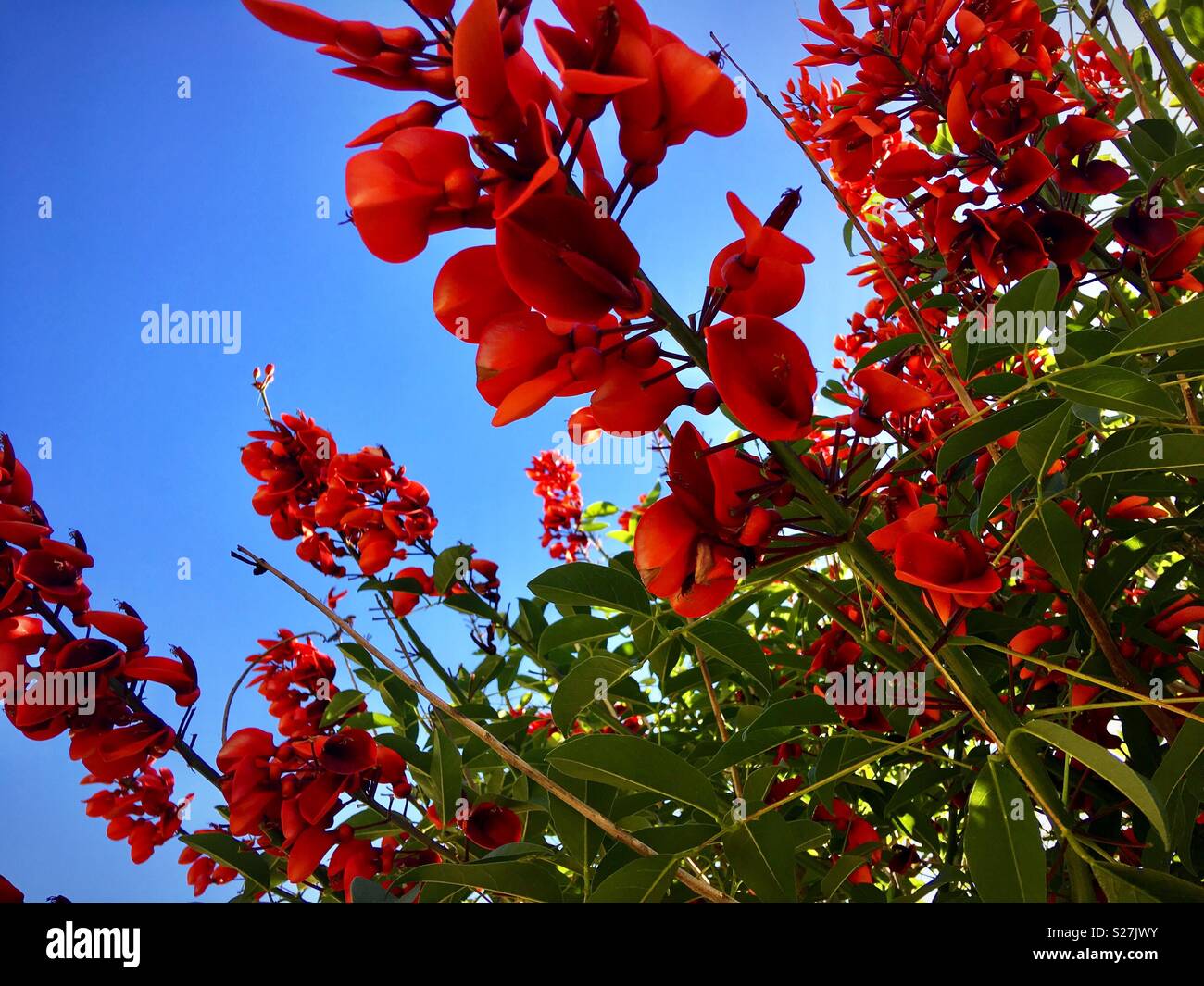 刺桐花 Erythrina Variegata Linn Under The Clear And Blue Sky Stock Photo Alamy
