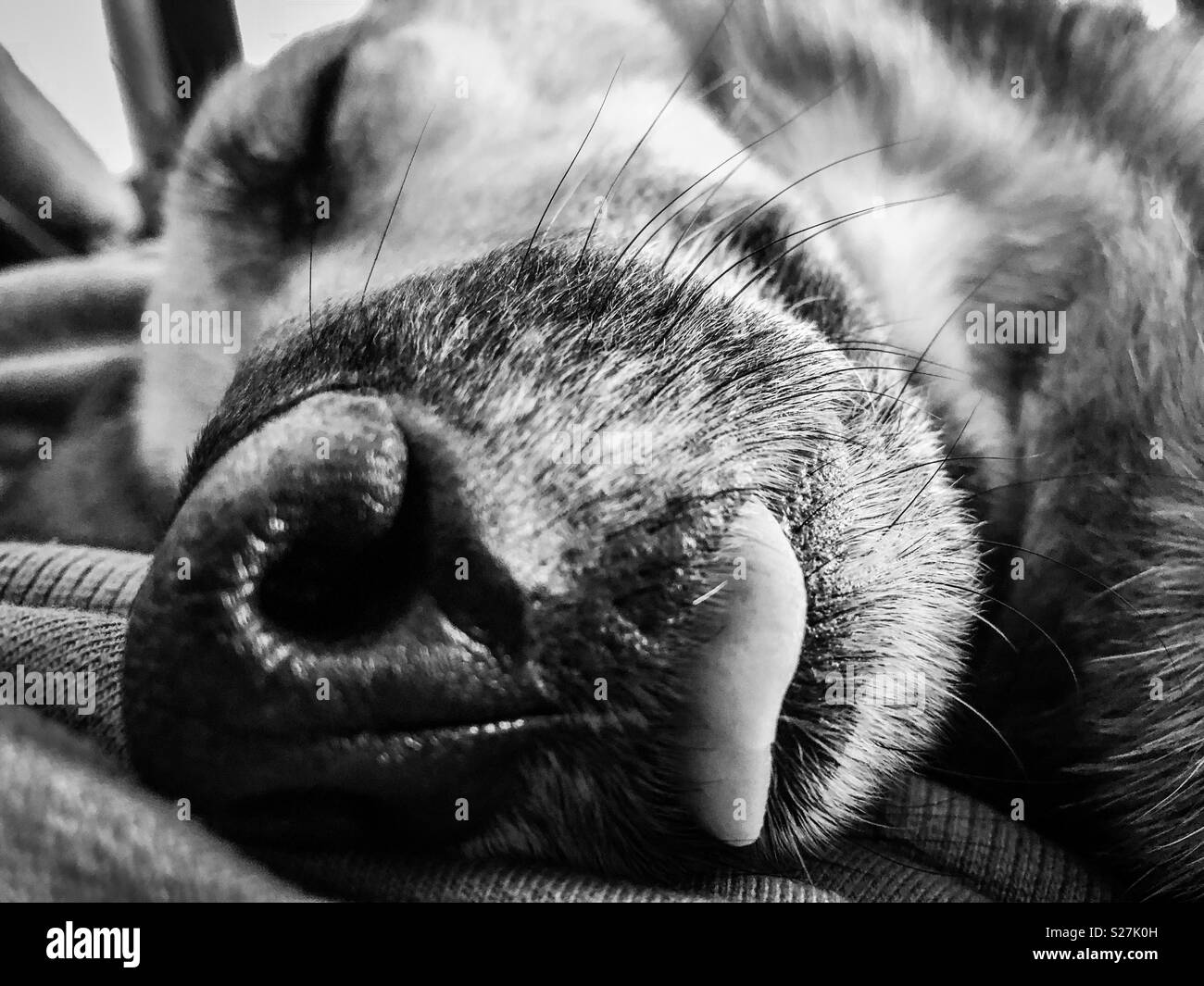 Dog sleeping Stock Photo