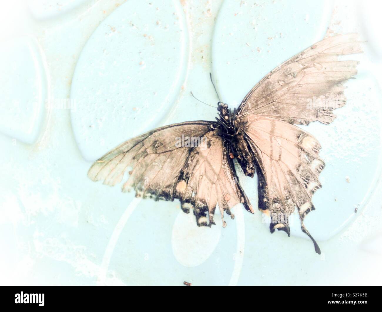 Pale photo of dead butterfly found in wading pool - Smartphone Captured Stock Image