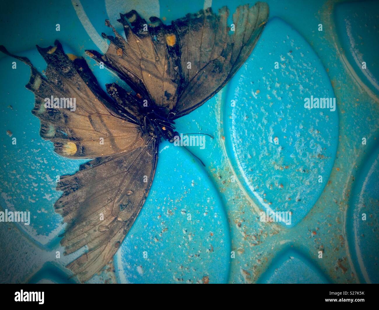 Dead butterfly hires stock photography and images Alamy