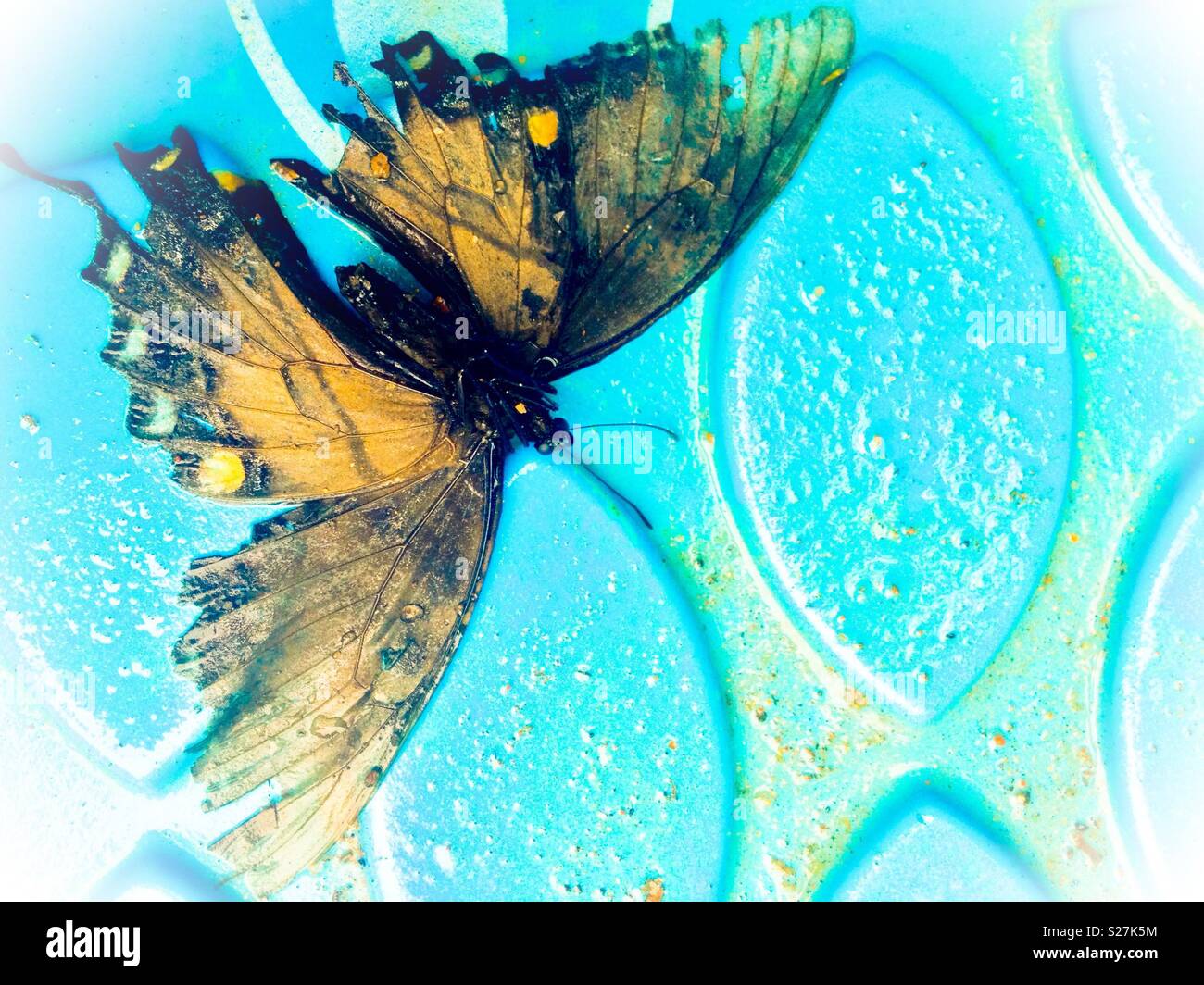 Dead monarch butterfly in wading pool - Smartphone Captured Stock Image
