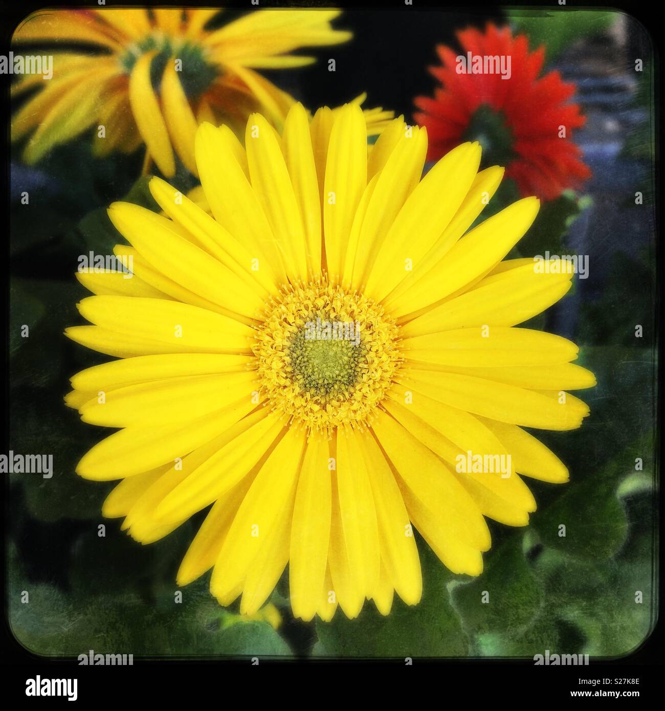 Bright yellow Gerber Daisy Stock Photo - Alamy