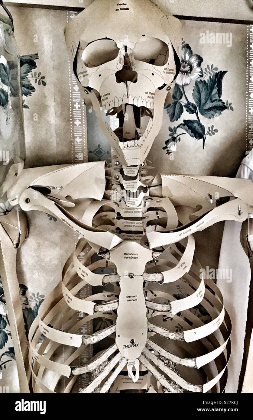 Paper human skeleton with open mouth - Smartphone Captured Stock Image