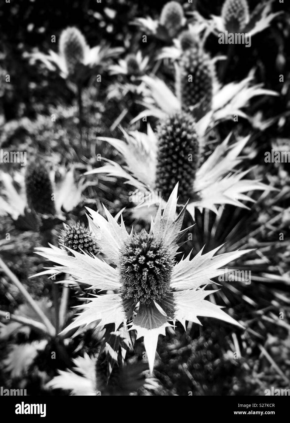 Eryngium heterophyllum, also known as Mexican thistle Stock Photo Alamy