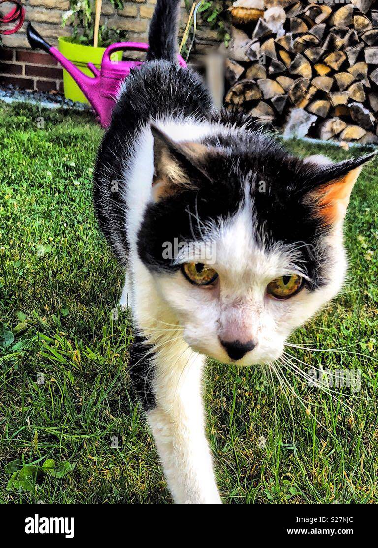 Neighbour‘s cat. Fine old lady. Twentyone years! - Smartphone Captured Stock Image