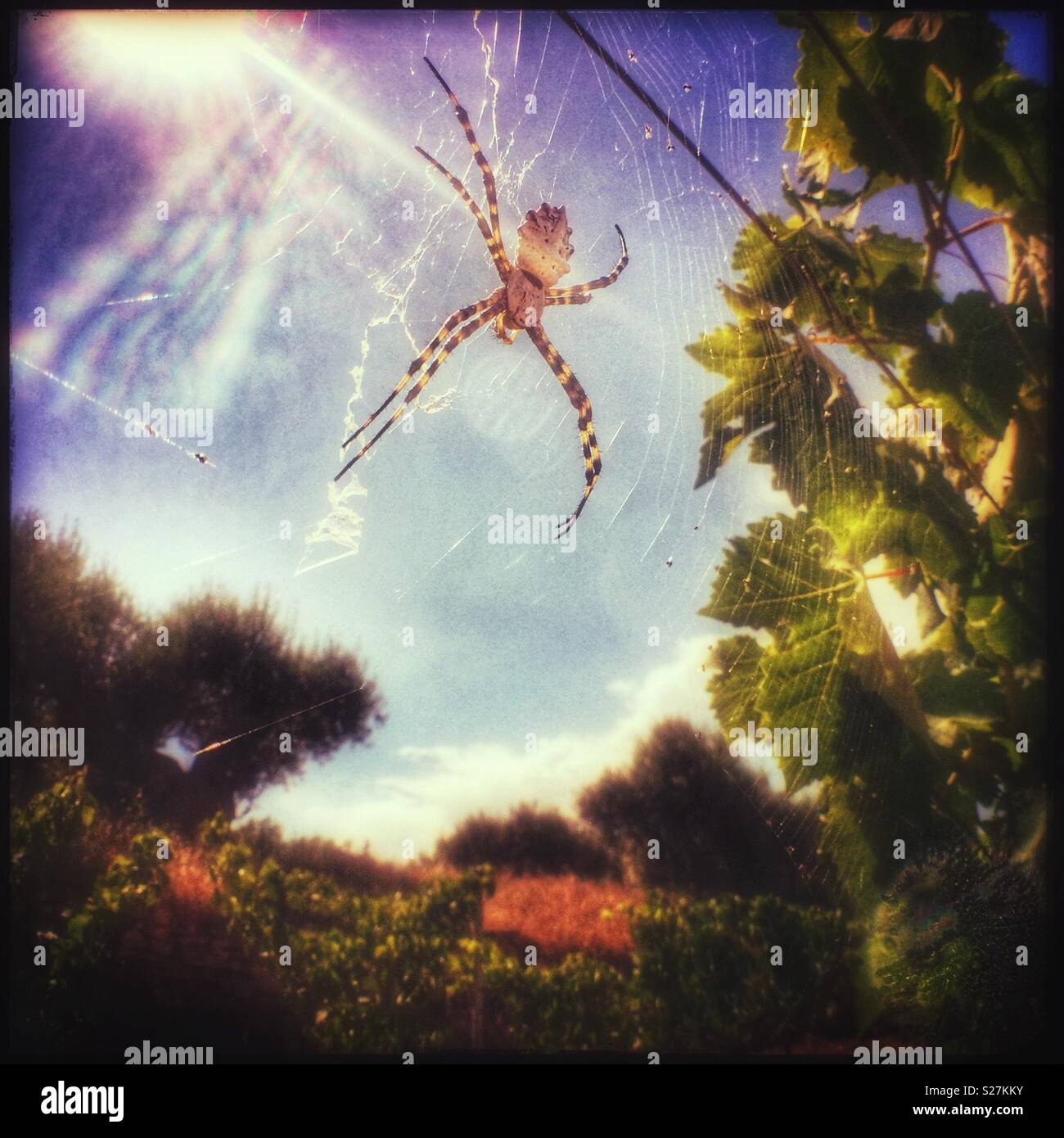 The Sun catches an Argiope lobata spider in the vineyard, Catalonia, Spain. - Smartphone Captured Stock Image