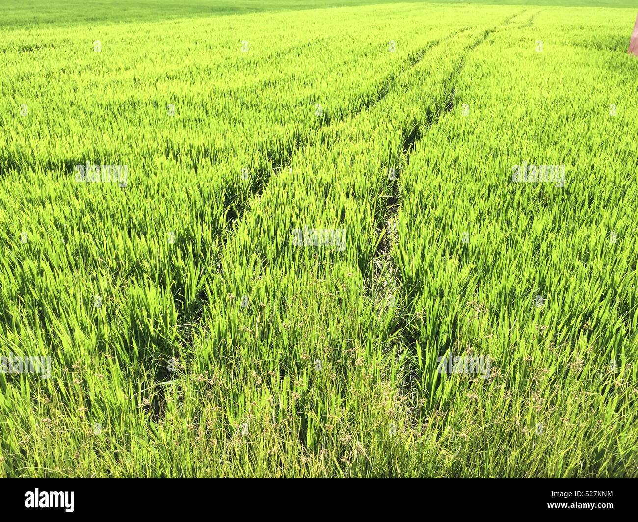 Rice field in El Palmar near Valencia - Smartphone Captured Stock Image