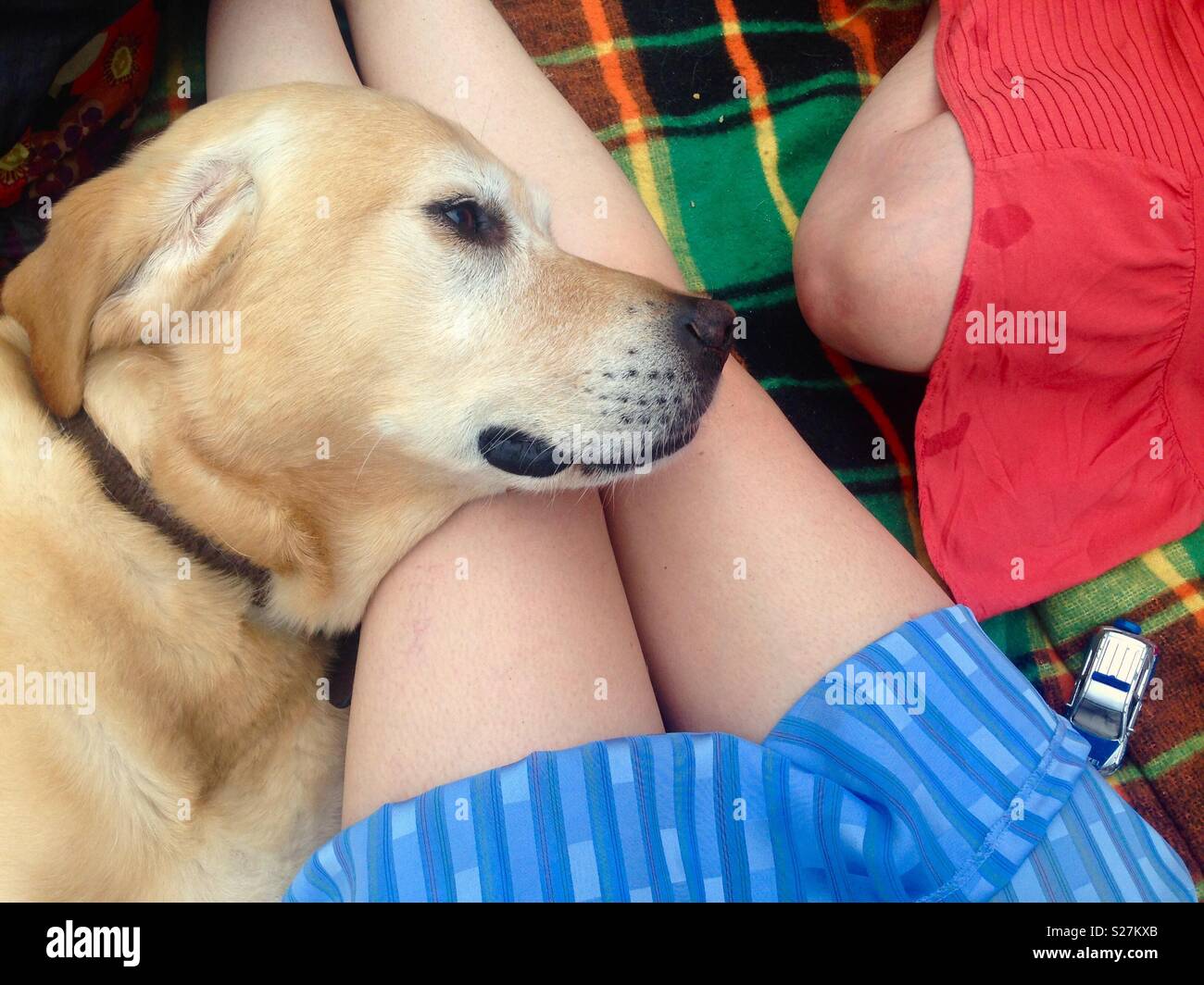 Golden Labrador retriever lying on female owners legs at a picnic on a picnic blanket with another woman’s legs and a child’s matchbox car Stock Photo