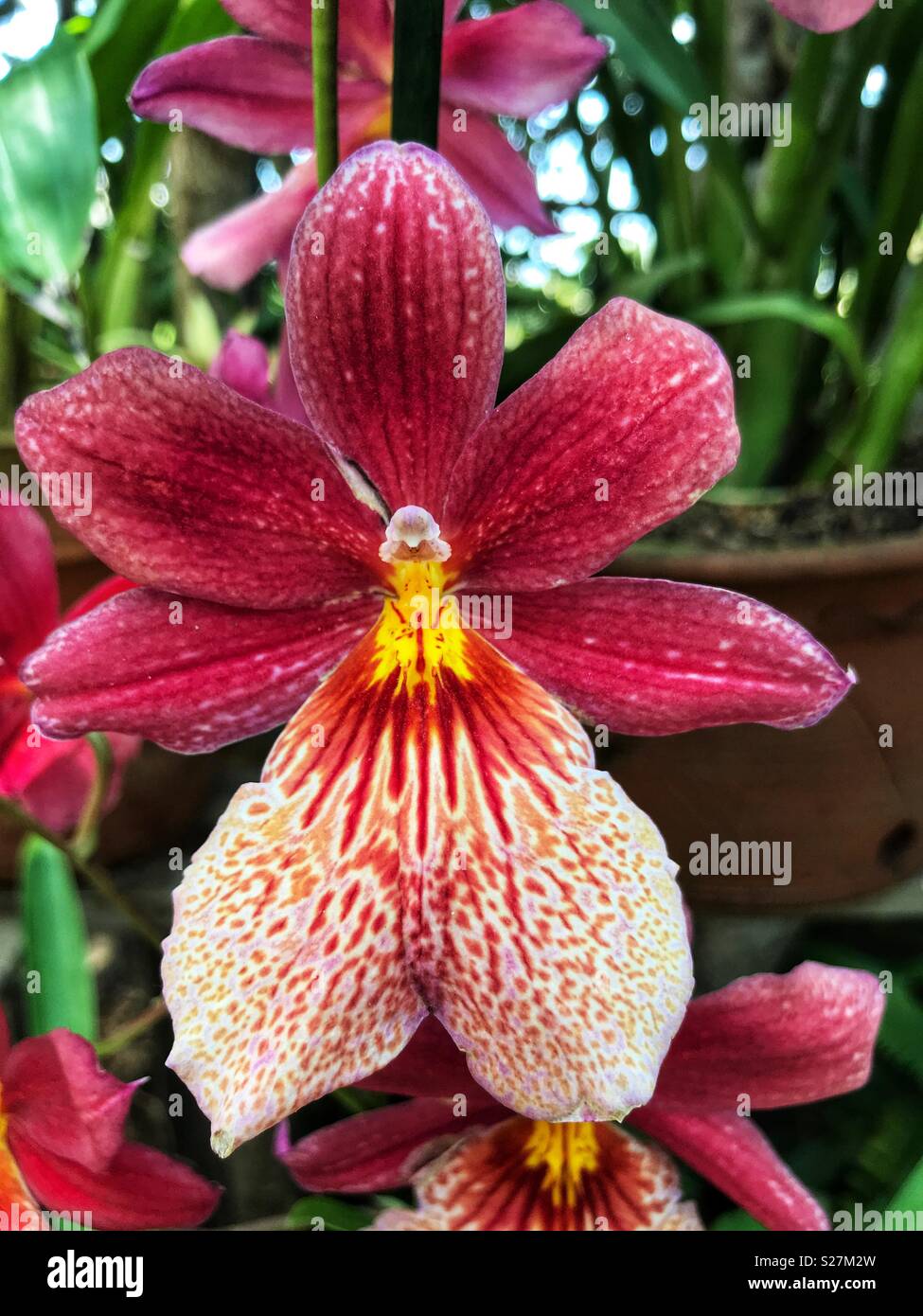 Perfect orchid, growing in the Orchid Garden, Porto Bay Hotel Resort, Funchal, Madeira, Portugal Stock Photo
