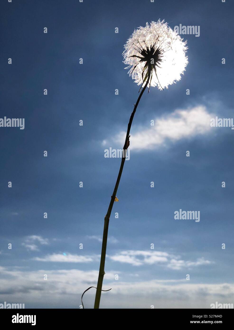 Plant seed head in front of the sun Stock Photo