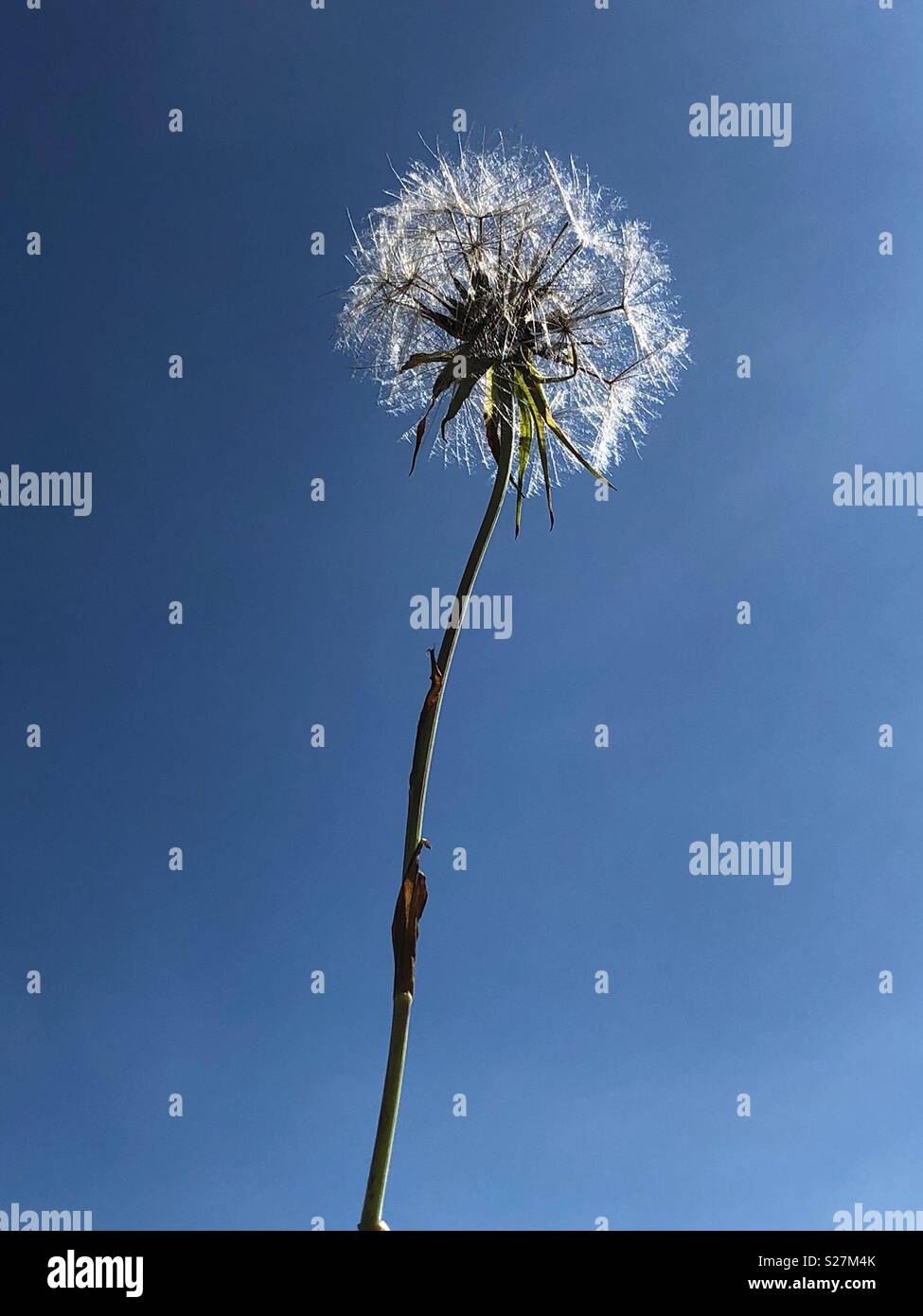 Plant seed head sparkling in the sun with clear, blue sky background Stock Photo