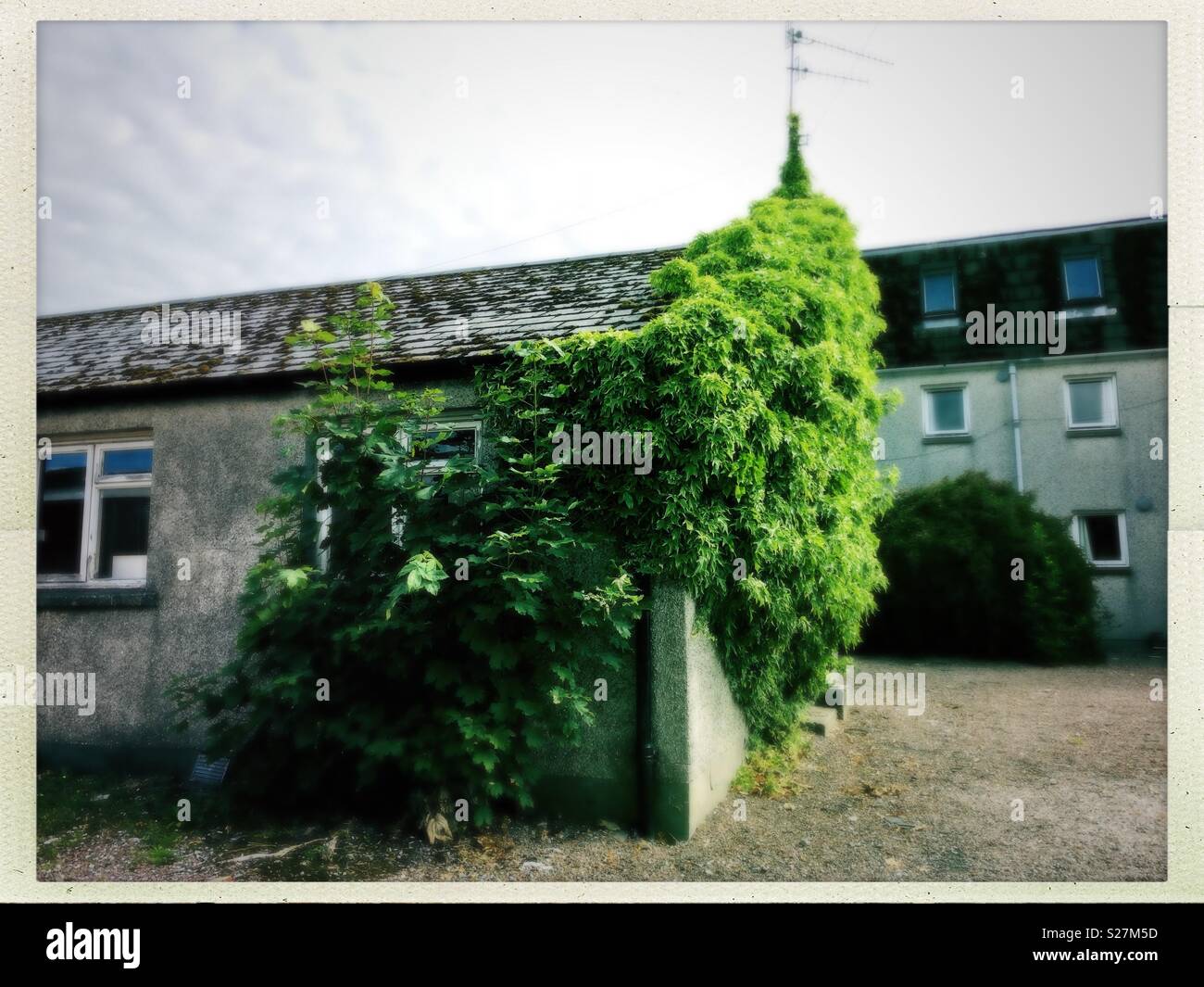 Overgrown in Ullapool, Highlands of Scotland, in July - Smartphone Captured Stock Image