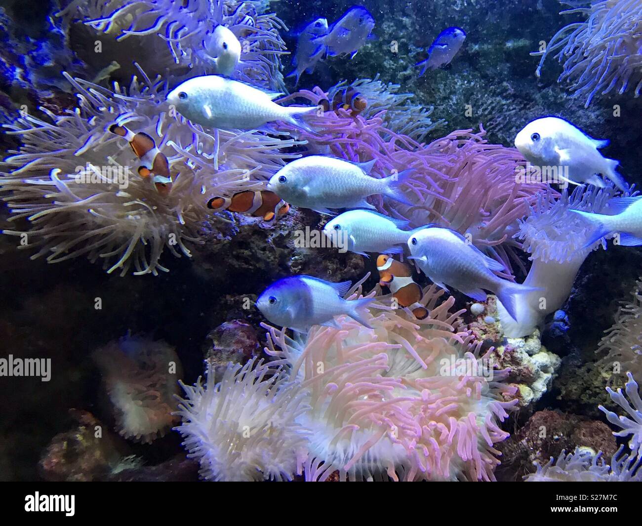 Clownfish at the Georgia Aquarium Stock Photo