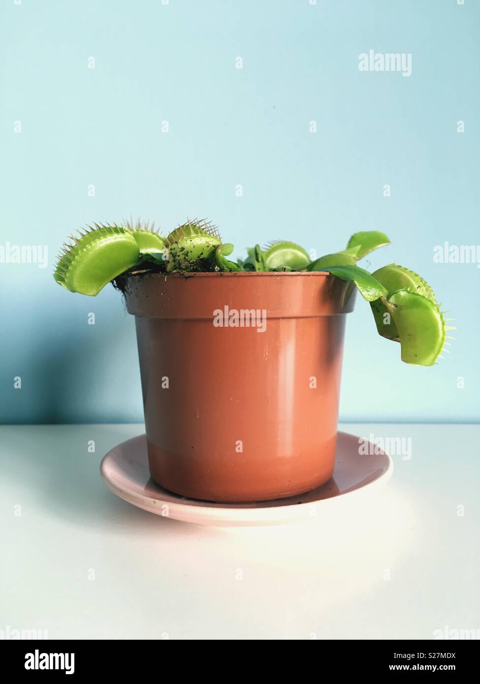 Dionaea muscipula in a plastic flower pot Stock Photo