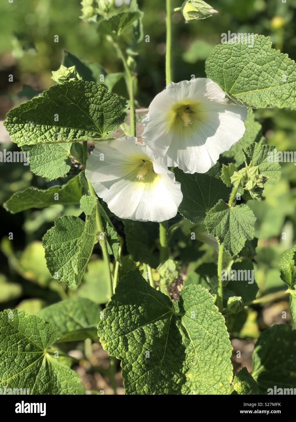 White hollyhock hi-res stock photography and images - Alamy