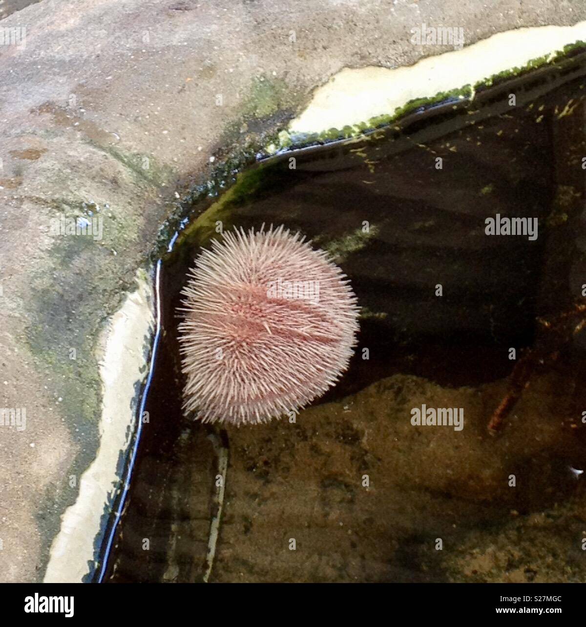 Weymouth sea life centre - Smartphone Captured Stock Image