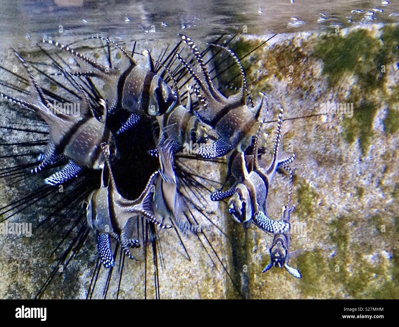 Weymouth sea life centre - Smartphone Captured Stock Image