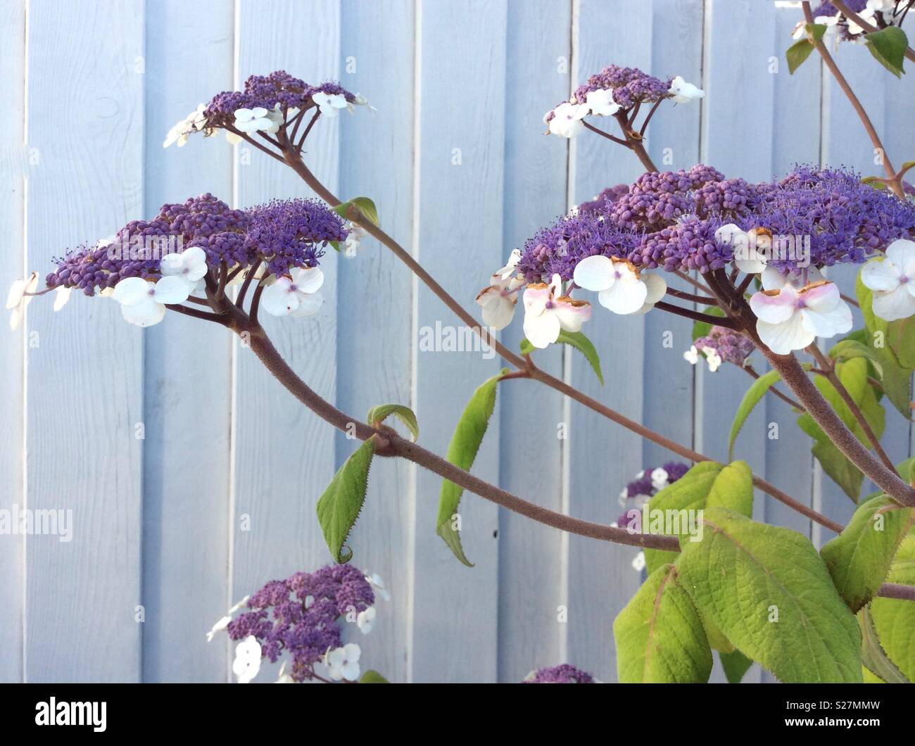 Blooming hydrangea aspera in front of white wooden wall Stock Photo