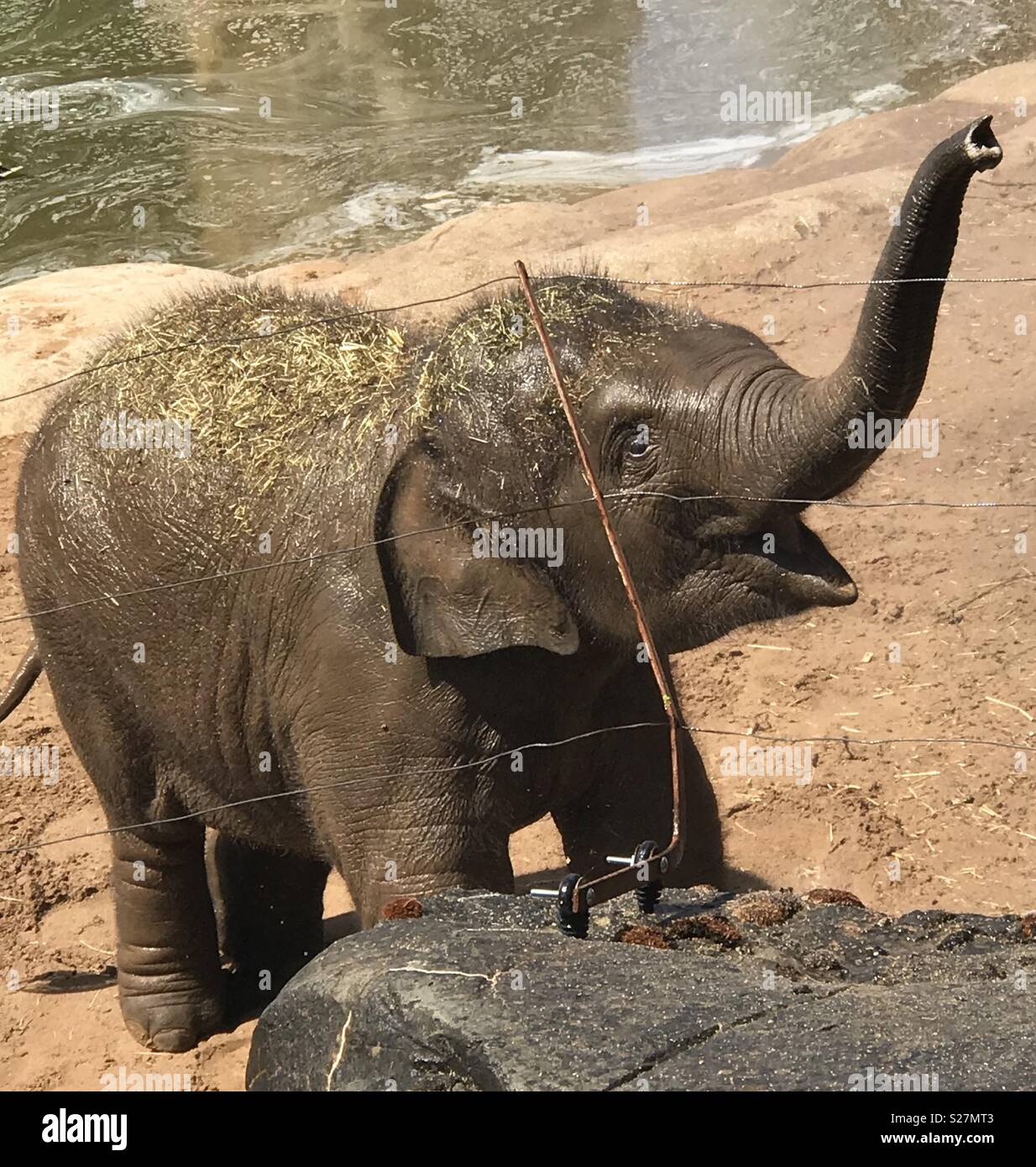 Baby elephant raises trunk Stock Photo Alamy